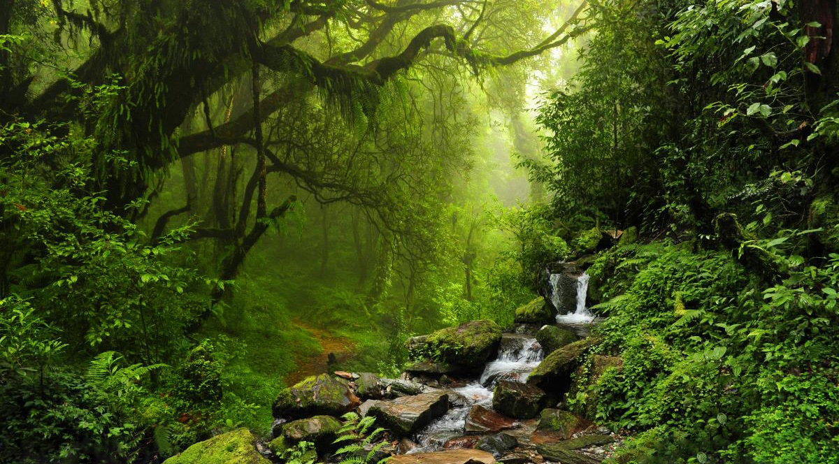 Forest-Rainforest-Jungle-Amazon-Nature-Nepal-Brazil
