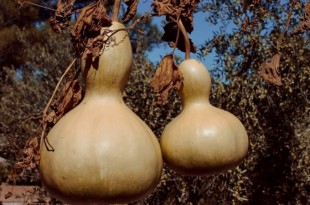 Chiếc bình hồ lô chữa bệnh cứu người