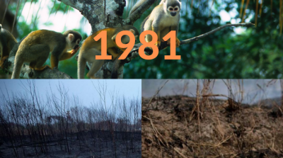 Rừng Amazon: Lá phổi xanh ngày nào đã mang đầy bệnh tật do con người đầu độc