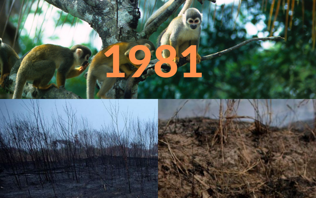 Rừng Amazon: Lá phổi xanh ngày nào đã mang đầy bệnh tật do con người đầu độc