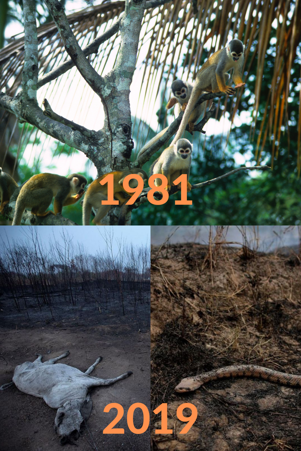 Loạt ảnh Amazon trước và sau đại nạn cháy rừng 2019: Lá phổi xanh ngày nào đã mang đầy bệnh tật do con người đầu độc - Ảnh 2.