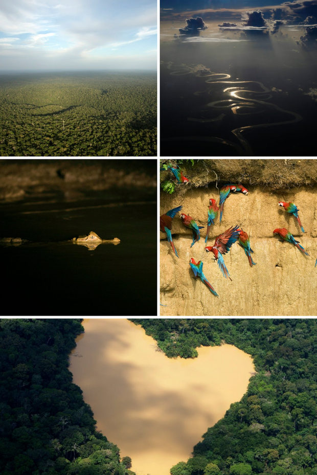 Loạt ảnh Amazon trước và sau đại nạn cháy rừng 2019: Lá phổi xanh ngày nào đã mang đầy bệnh tật do con người đầu độc - Ảnh 14.