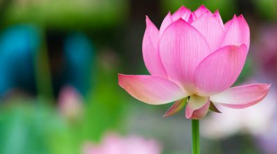 Câu chuyện của tôi và mẹ chồng