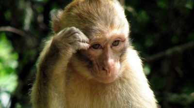 Trí khôn của loài khỉ