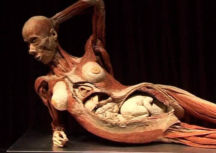 Thi thể một phụ nữ mang thai được xử lý và làm vật trưng bày. (Ảnh: Pinterest)