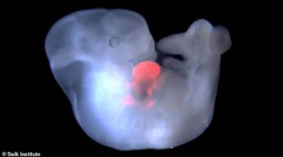 Bào thai khỉ lai người được tạo ra ở Trung Quốc gây tranh cãi về mặt đạo đức