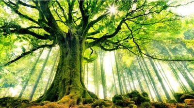 Đừng ngắt lá bừa bãi, bởi thực vật bị thương cũng cảm thấy đau đớn