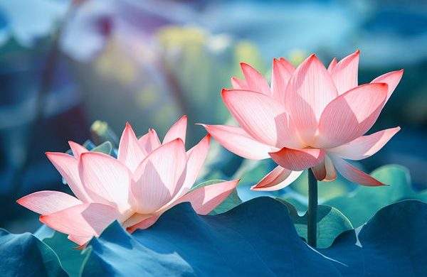 Một phụ nữ hồi phục ung thư giai đoạn cuối sau khi tập Pháp Luân Đại Pháp