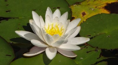 Cái tên Thần ban cho