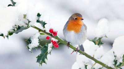 Truyền thuyết về loài chim họa mi trong lễ Giáng sinh