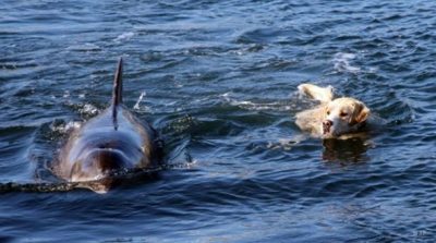 Tình bạn đặc biệt: Chú chó hằng ngày bơi ra biển chơi đùa cùng cá heo