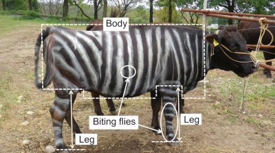 Nghiên cứu: Sơn “ngựa vằn” cho bò mang đến hiệu quả bất ngờ