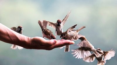 Đạo lý của người lương thiện: Thà rằng bị lừa chứ không muốn lừa người